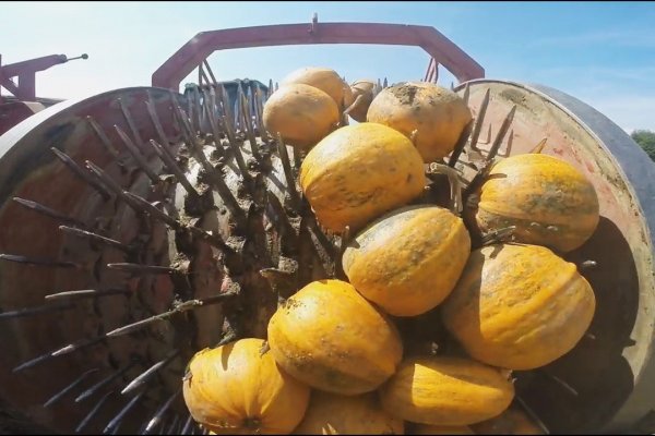 Где найти рабочую ссылку кракен